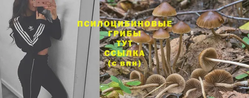 МЕГА ссылка  купить   Валуйки  Псилоцибиновые грибы Psilocybine cubensis 